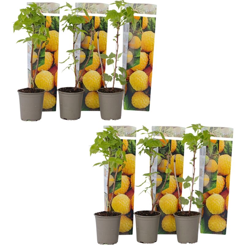 Plant In A Box - Framboisier - Set de 6 - Rubus idaeus 'Fallgold' - Hauteur 25-40cm - ⌀9cm