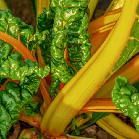 Plants de Poirée Bright Yellow/Godet