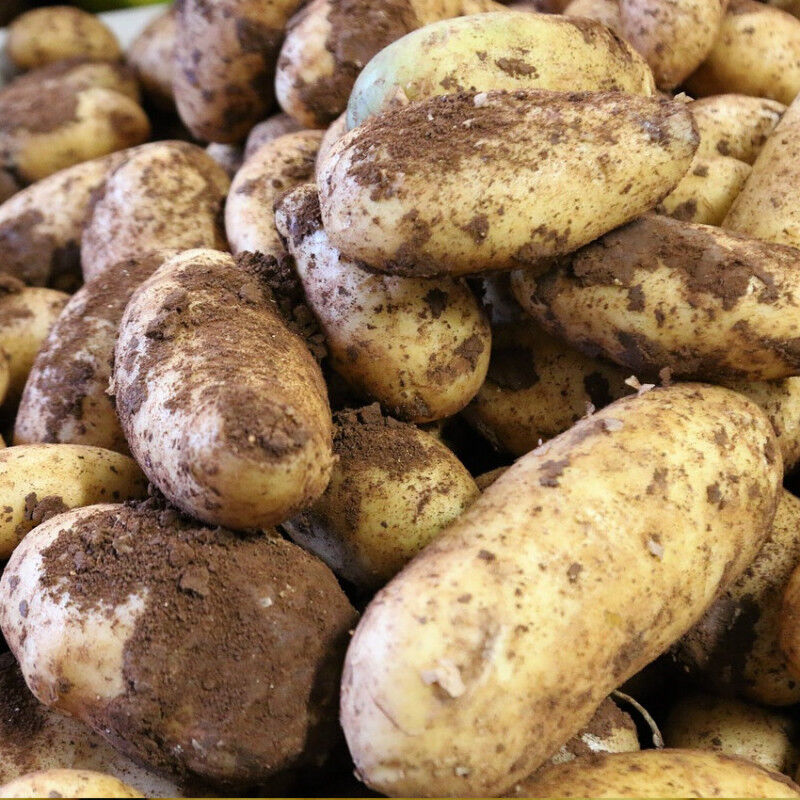 Plants de pomme de terre Monalisa/Sac de 3 kg