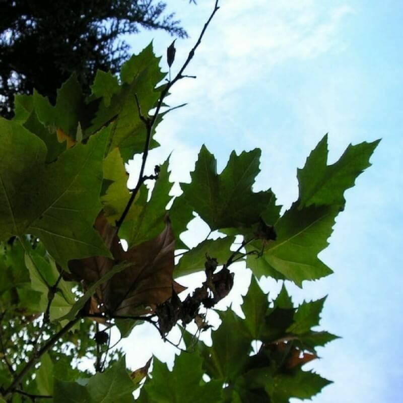 Platane à Feuilles d'Érable (Platanus Acerifolia) - Godet - Taille 20/40cm