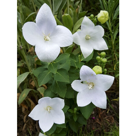 Platycodon 'Astra White' Pot de 2L/3L
