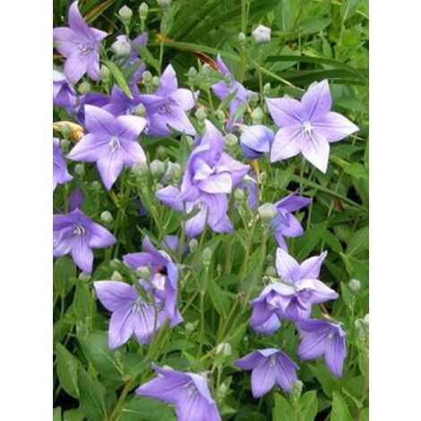 Platycodon grandiflorus 'Mariesii' Godet de 7/8 cm
