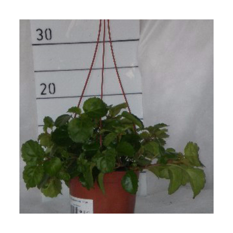 

Eljardinensupuerta - Plectranthus australis - Planta del dinero - Contenedor de 13cm - Co