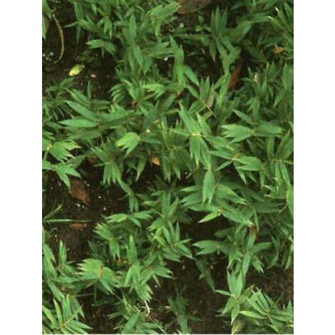 Pleioblastus pygmaeus Pot de 1L/1,5L