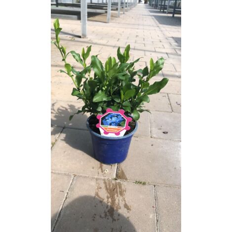 Plumbago