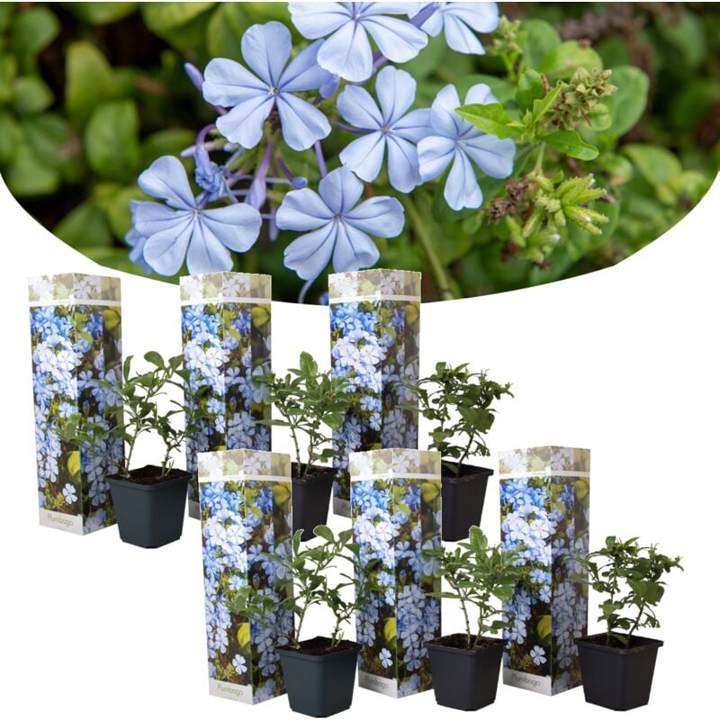 Plant In A Box - Plumbago auriculata - Set de 6 - Grimpante fleurie - Pot 9cm - Hauteur 25-40cm - Bleu