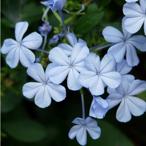 Plumbago capensis "Coerulea"