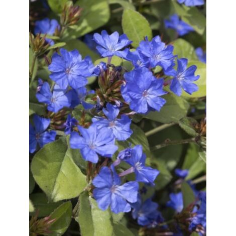 Plumbago de Chine Godet de 8/9 cm