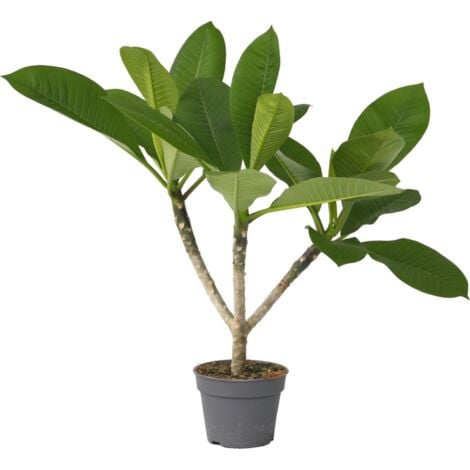 PLANT IN A BOX Plumeria Frangipani Hawaii - Pot 17cm - Hauteur 45-55cm