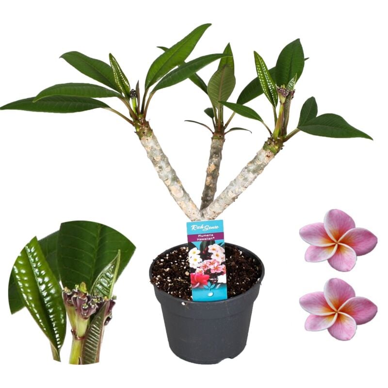 Plant In A Box - Plumeria Frangipani Violet - Hawaii - Pot 17cm - Hauteur 55-70cm - Rose