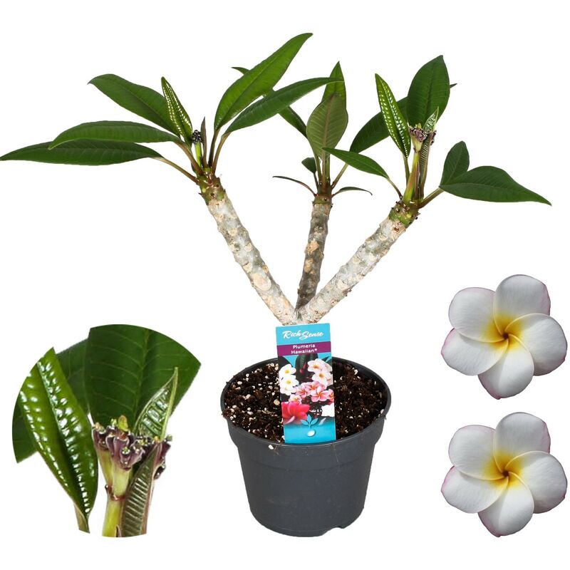 Plant In A Box - Plumeria Frangipani Blanc - Hawaii - Pot 17cm - Hauteur 55-70cm - Blanc