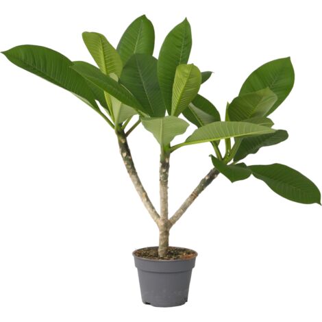 Plumeria Hawaaien - pot ⌀17cm - H.40-50cm (hauteur pot incluse)