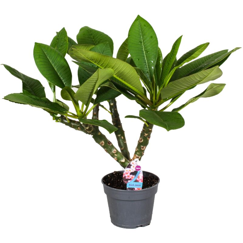 Plant In A Box - Plumeria Frangipani Hawaii - Pot 17cm - Hauteur 45-55cm - Rose