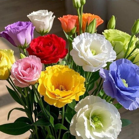 Plus de 1000 graines de lisianthus mélangées à semer - Graines de lisianthus (roses sans épines)