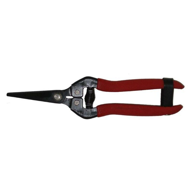 

MIBRICOTIENDA pluvia tijera citricos 7 175 mm hoja recta corta plct07