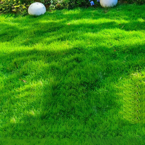 Poa Pratense – 500 g – Prato Puro – Prato Resistente