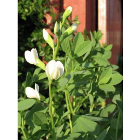 Podalyre 'Alba' Godet de 8/9 cm