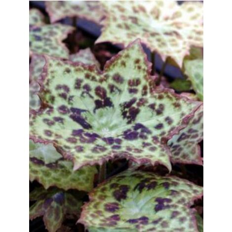 Podophylle  'Spotty Dotty'® Godet de 8/9 cm