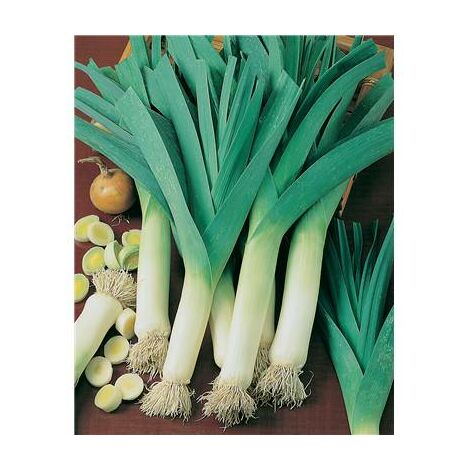 POIREAU BLEU DE SOLAISE - 3 G - GRAINES DE LÉGUMES