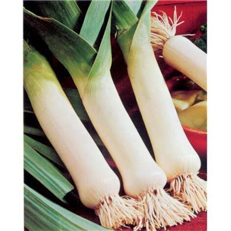 POIREAU GEANT D HIVER 2 GOLIATH - 3 G - GRAINES