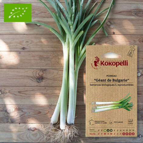 Poireau Géant de Bulgarie