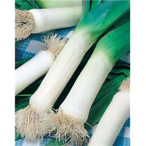 POIREAU GEANT PRECOCE - 3 G - GRAINES DE LÉGUMES