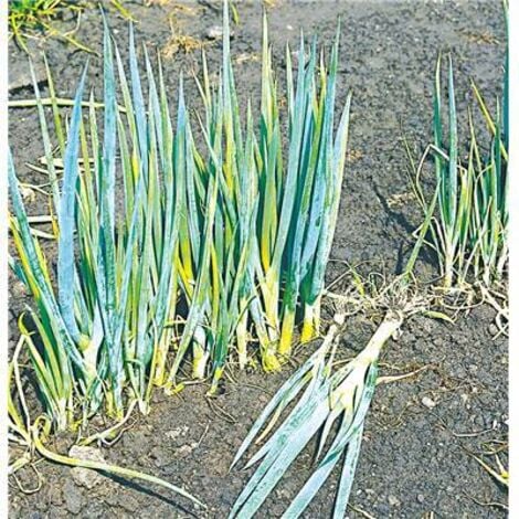 FABRE GRAINES POIREAU PERPETUEL - LE GODET - Plants de légumes