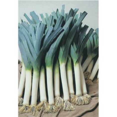 POIREAU REAL - 3 G - Graines de légumes