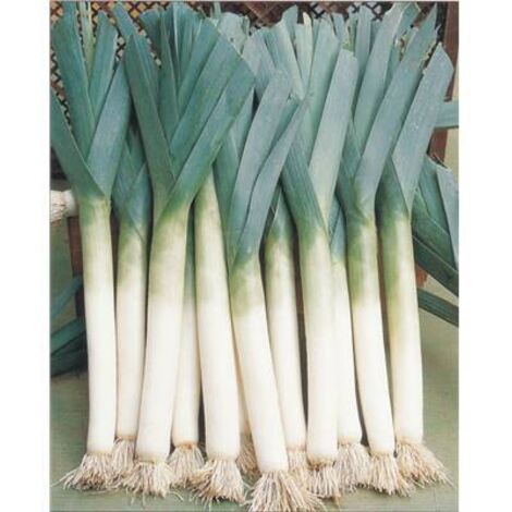 POIREAU TENOR - 3 G - Graines de légumes