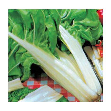 POIREE BLONDE 2 A CARDE BLANCHE - 5 G - GRAINES