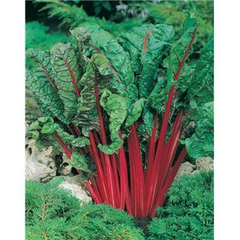 POIREE RHUBARB CHARD - 2 G - POIREES