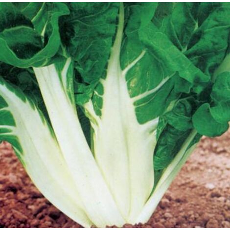 POIREE VERTE  A CARDE BLANCHE 3 - 4 G