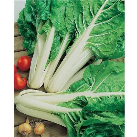 POIREE VERTE A COUPER - 5 G - GRAINES DE LEGUMES