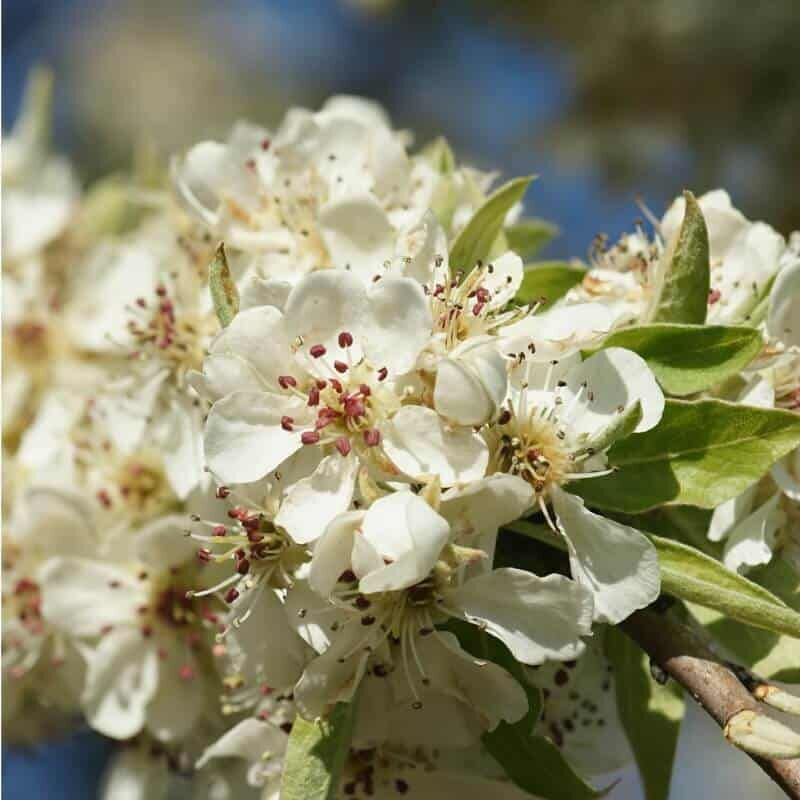 Pepinières Naudet - Poirier à Feuilles d'Amandier (Pyrus Amygdaliformis) - Godet - Taille 13/25cm