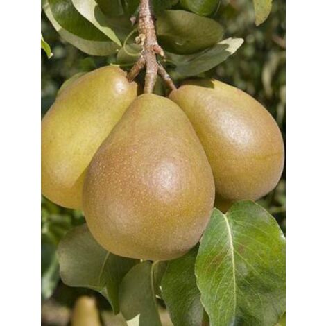 Poirier 'Beurré Hardy' Pot de 7,5L/10L, Gobelet