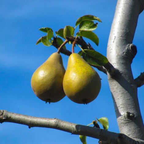 Poirier 'Beurré Hardy' (Pyrus communis 'Beurré Hardy')