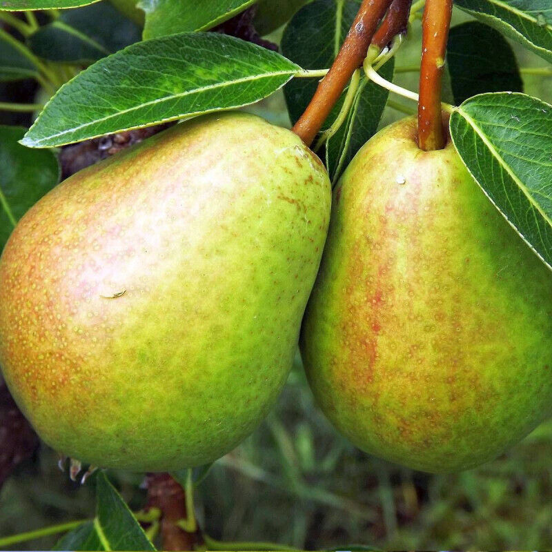 Plantes Avenue - Poirier colonnaire 'Obelus'/Pot de 6L
