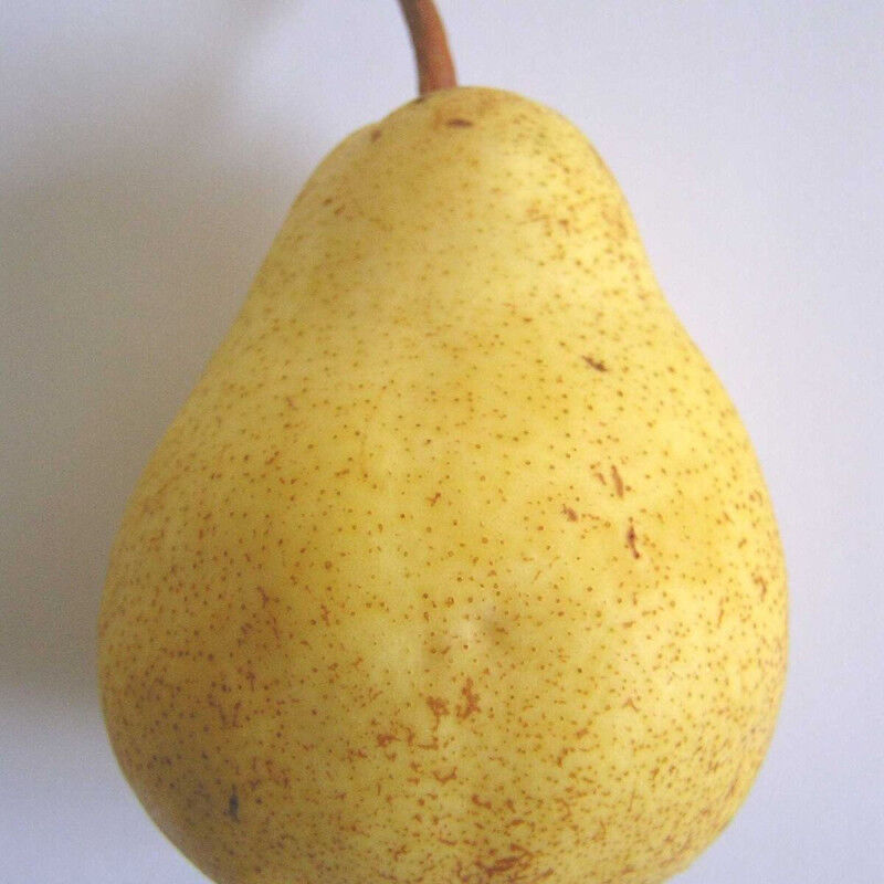 Plantes Avenue - Poirier Bon Chretien William/Pot de 12L