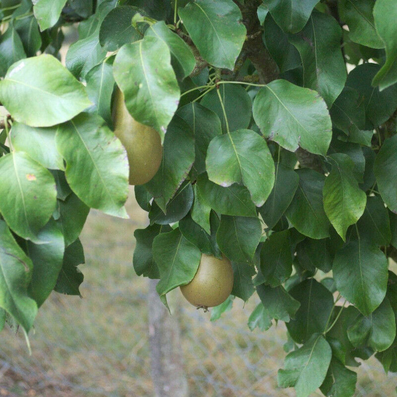 Poirier Duchesse D'angoulème/Pot de 12L