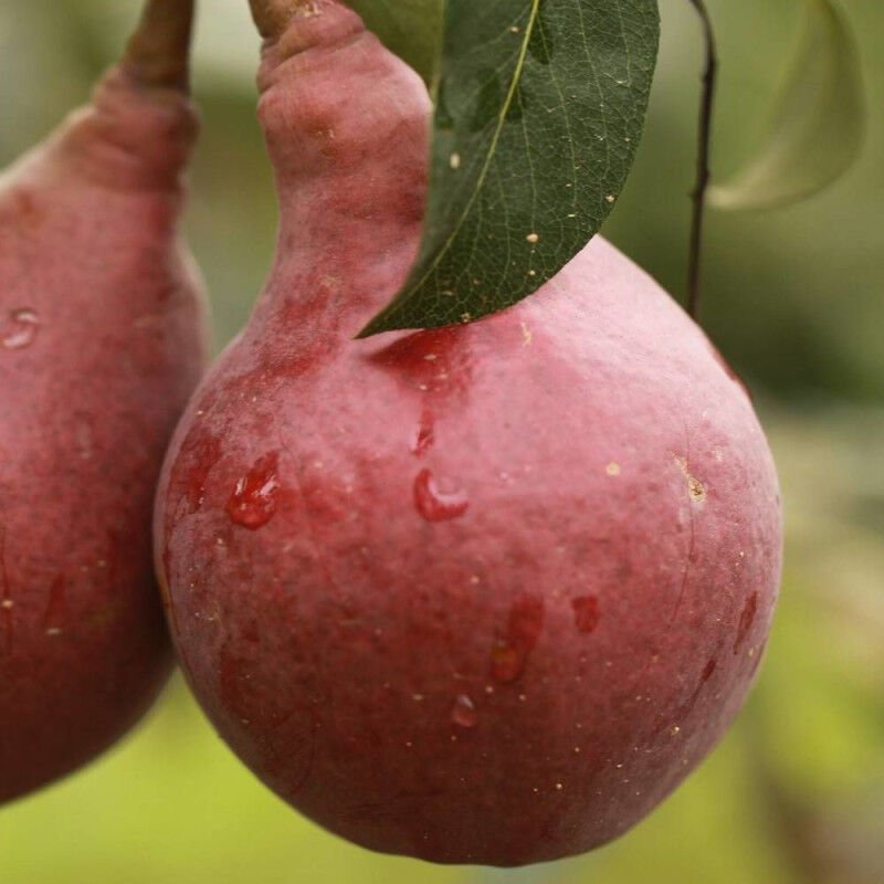 Poirier William Rouge/Pot de 10L