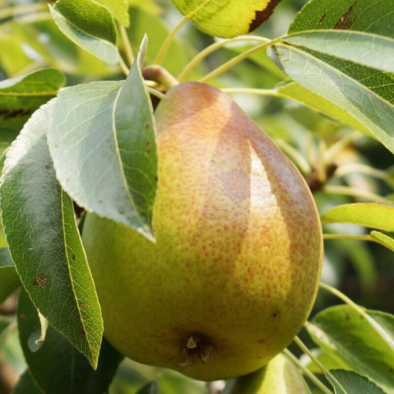 Poirier nain Garden Gem®/Pot de 5.7L
