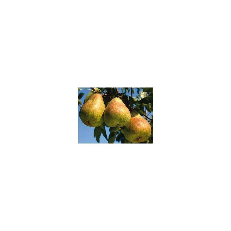 Vivaio Garden Forest - Poirier Passacrassana Arbre fruitier Photos réelles