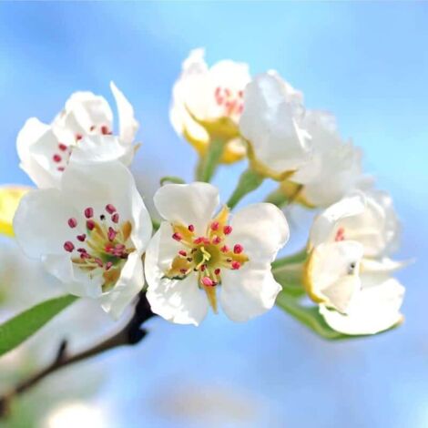 Poirier Sauvage (Pyrus Communis)