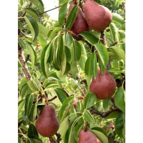 Poirier 'William Rouge' Pot de 7,5L/10L, Gobelet