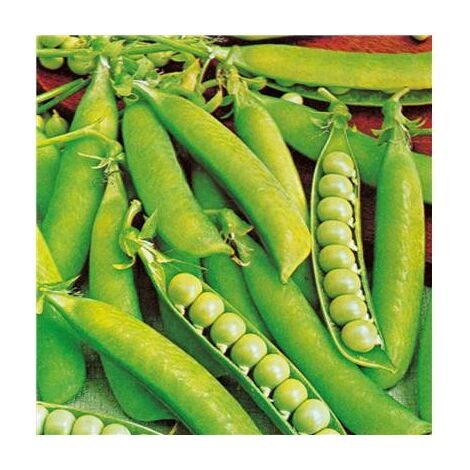 POIS ANNONAY - 150 G - GRAINES DE LEGUMES