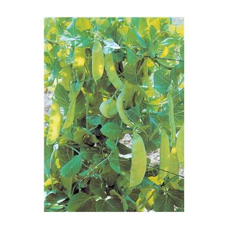 POIS BAMBY - 150 G - GRAINES DE LEGUMES