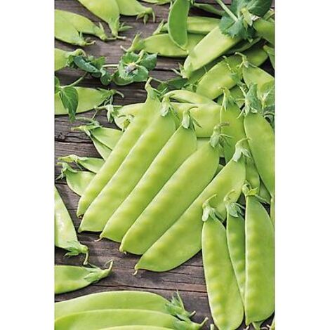 POIS CAROUBY DE MAUSSANE - 150 G - GRAINES