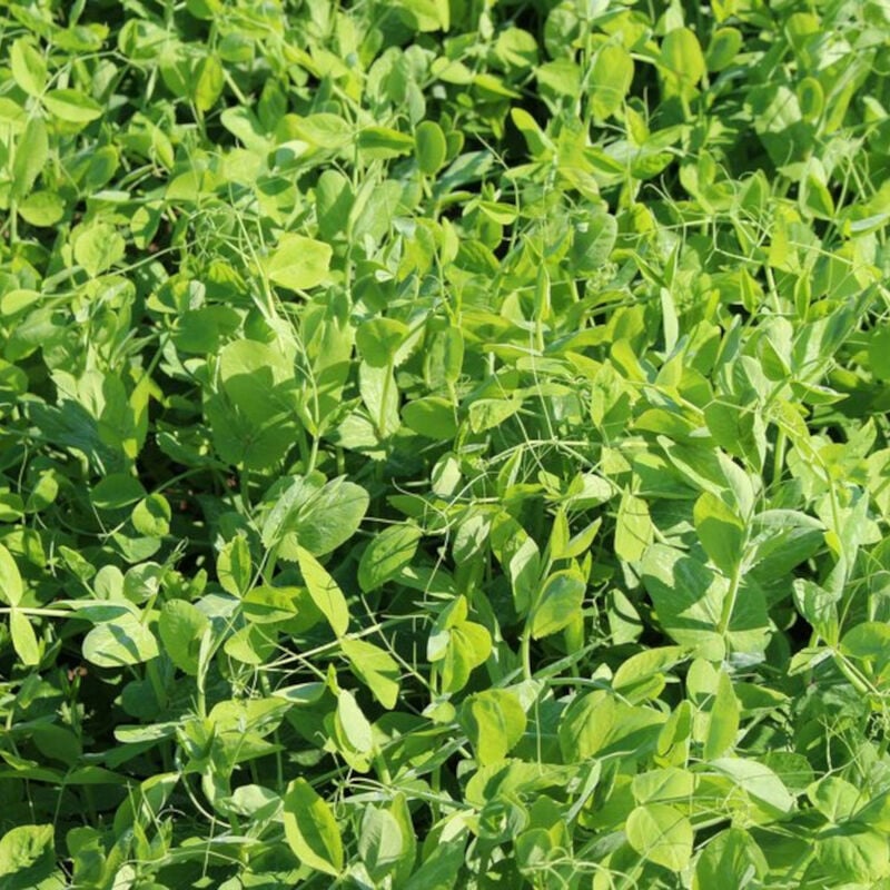 Pois cultivé - pois de semence (Pisum sativum) 25 kg aliment vert d'été, fertilisation de verdissement