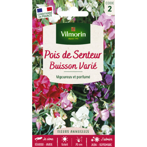 Pois de Senteur Buisson Varié Vilmorin