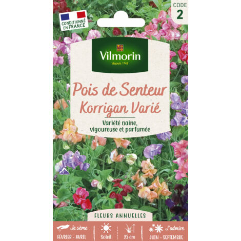 Pois de Senteur Korrigan varié Vilmorin